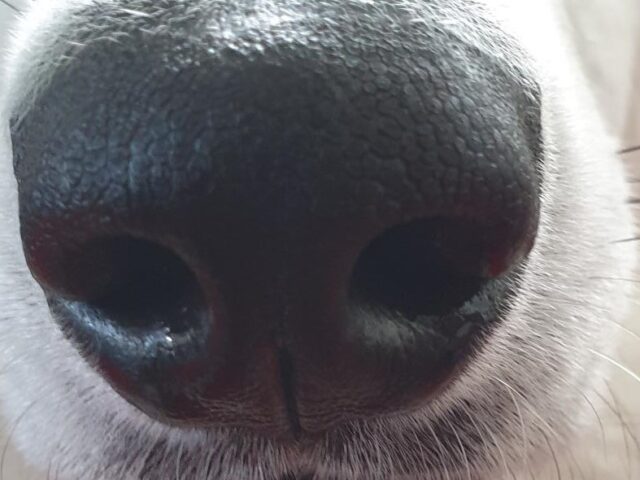 De hond en zijn neus